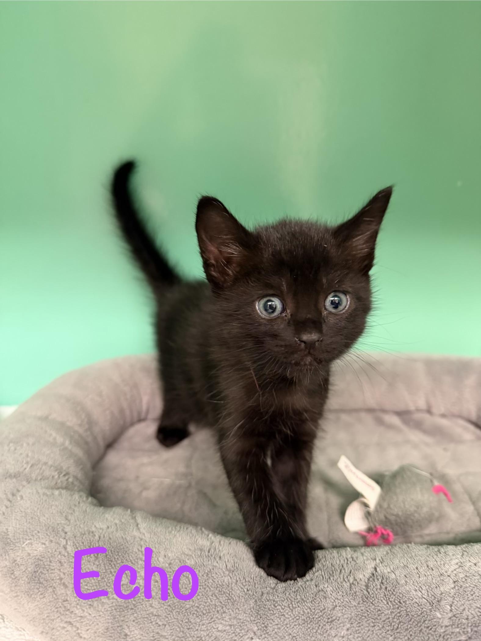 Enlarge Echo, a ADOPTABLE Domestic Short Hair in Crescent City, CA image 1/1