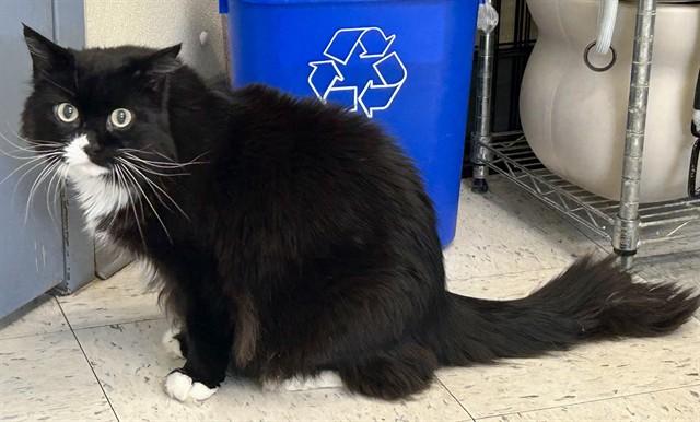 LEIA, Adoptable, Adult Female Domestic Medium Hair.