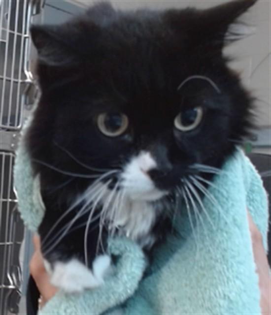 Enlarge LEIA, a Adoptable Domestic Medium Hair in Salinas, CA image 1/1