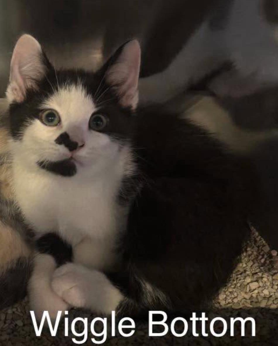 Wiggle Bottom, ADOPTABLE, Young Male Domestic Short Hair.