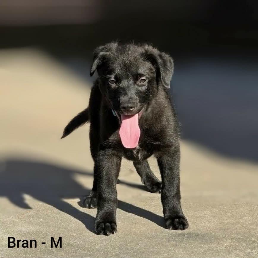 Enlarge Bran, a Adoptable mixed breed in Griswold, CT image 1/2