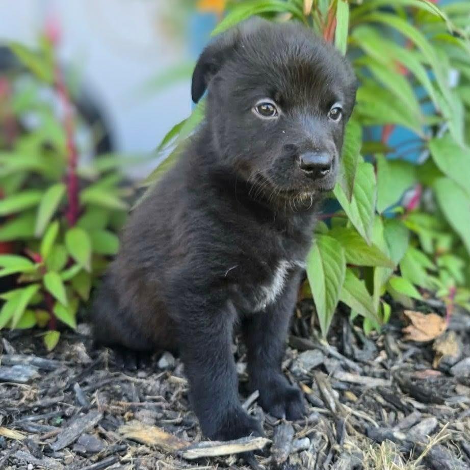 Enlarge Bran, a Adoptable mixed breed in Griswold, CT image 2/2