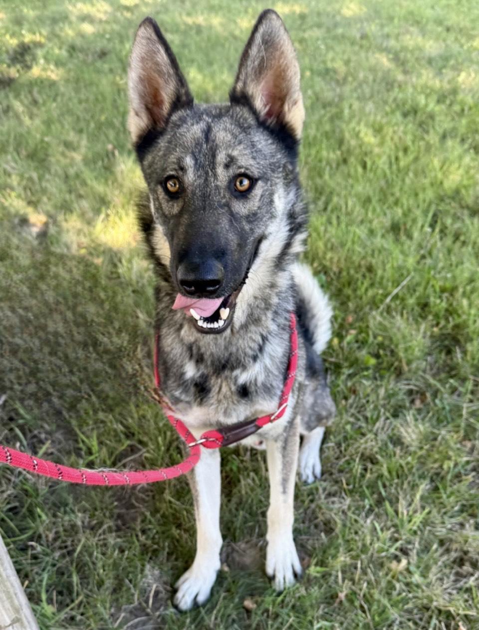 Artie, Adoptable, Adult Male German Shepherd Dog & Husky.