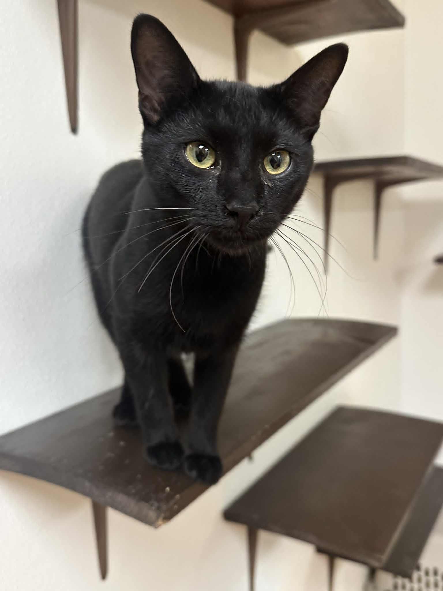 Enlarge Pepper, an adoptable Domestic Short Hair in Mauston, WI image 1/1