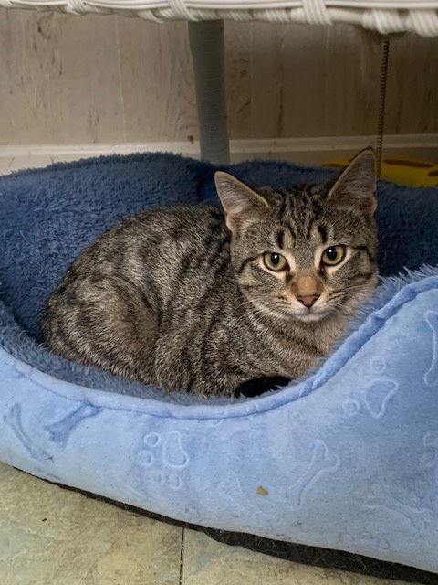 Kisses, Adoptable, Adult Female Domestic Short Hair.