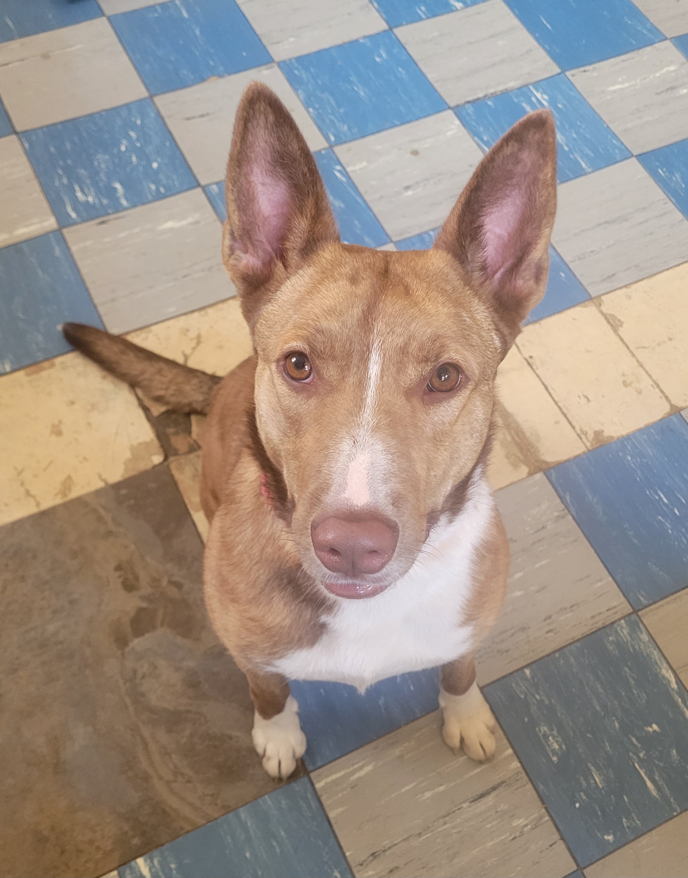 Enlarge Tiara, a Adoptable mixed breed in Milltown, NJ image 3/5