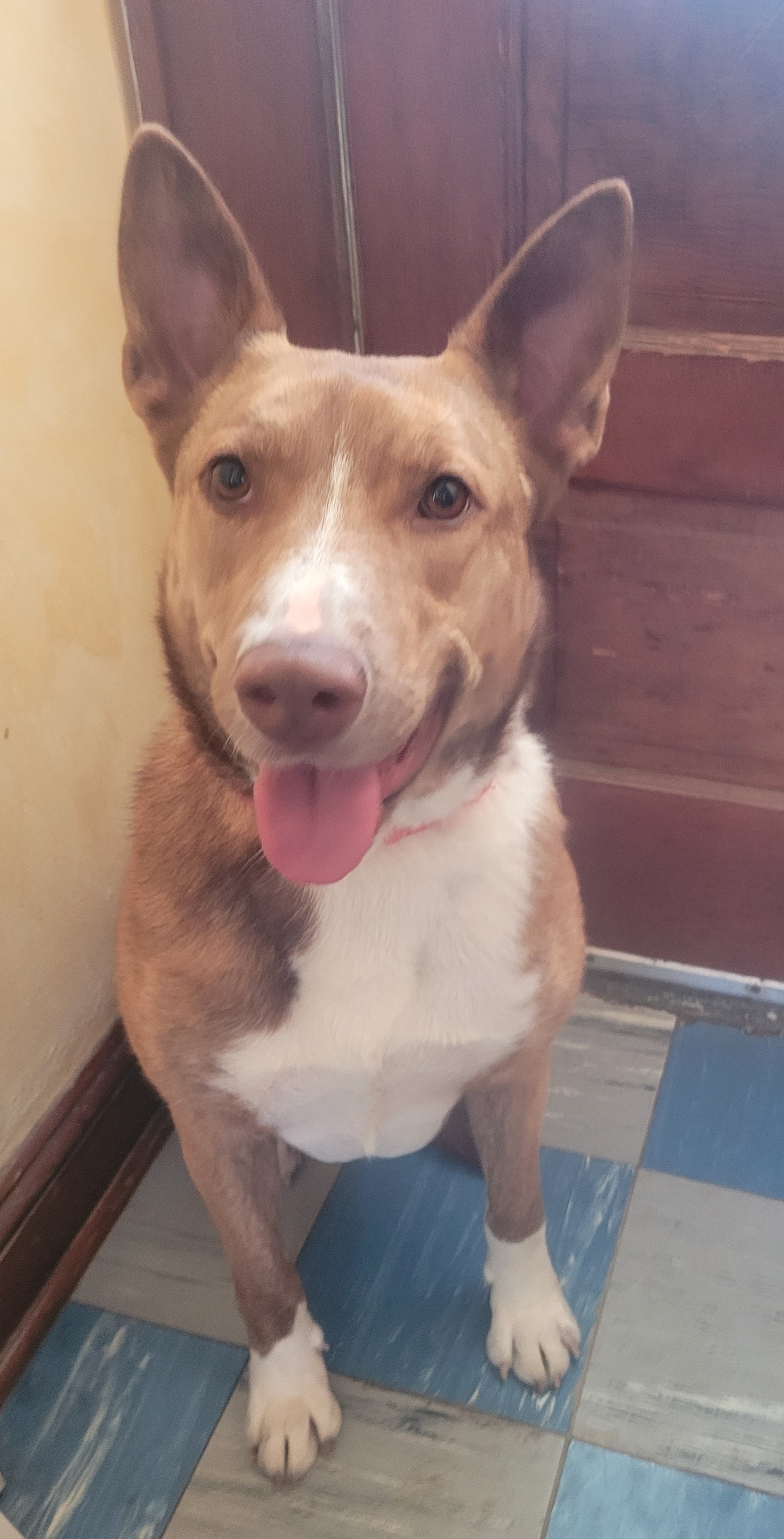 Enlarge Tiara, a Adoptable mixed breed in Milltown, NJ image 5/5