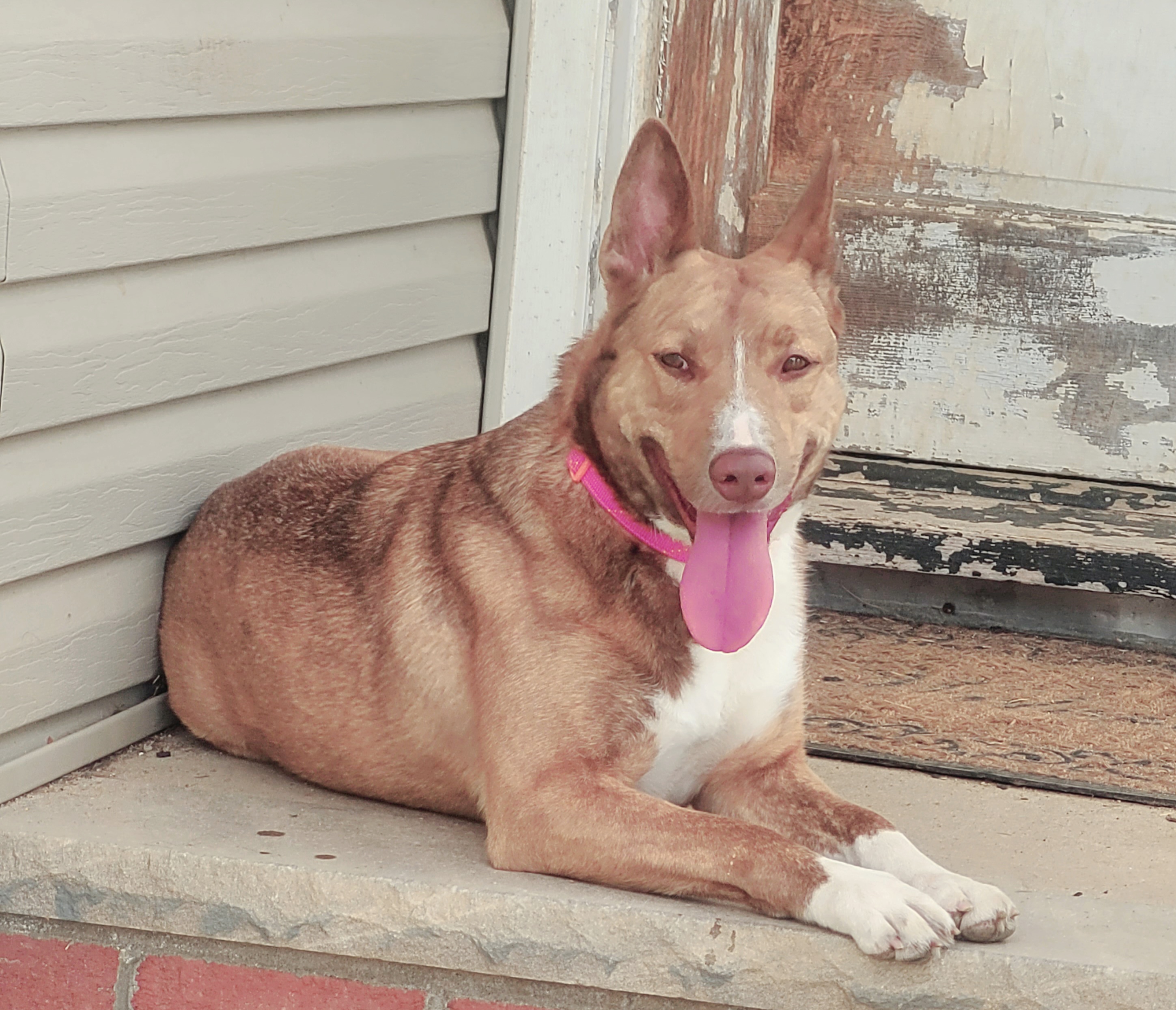 Enlarge Tiara, a Adoptable mixed breed in Milltown, NJ image 2/5