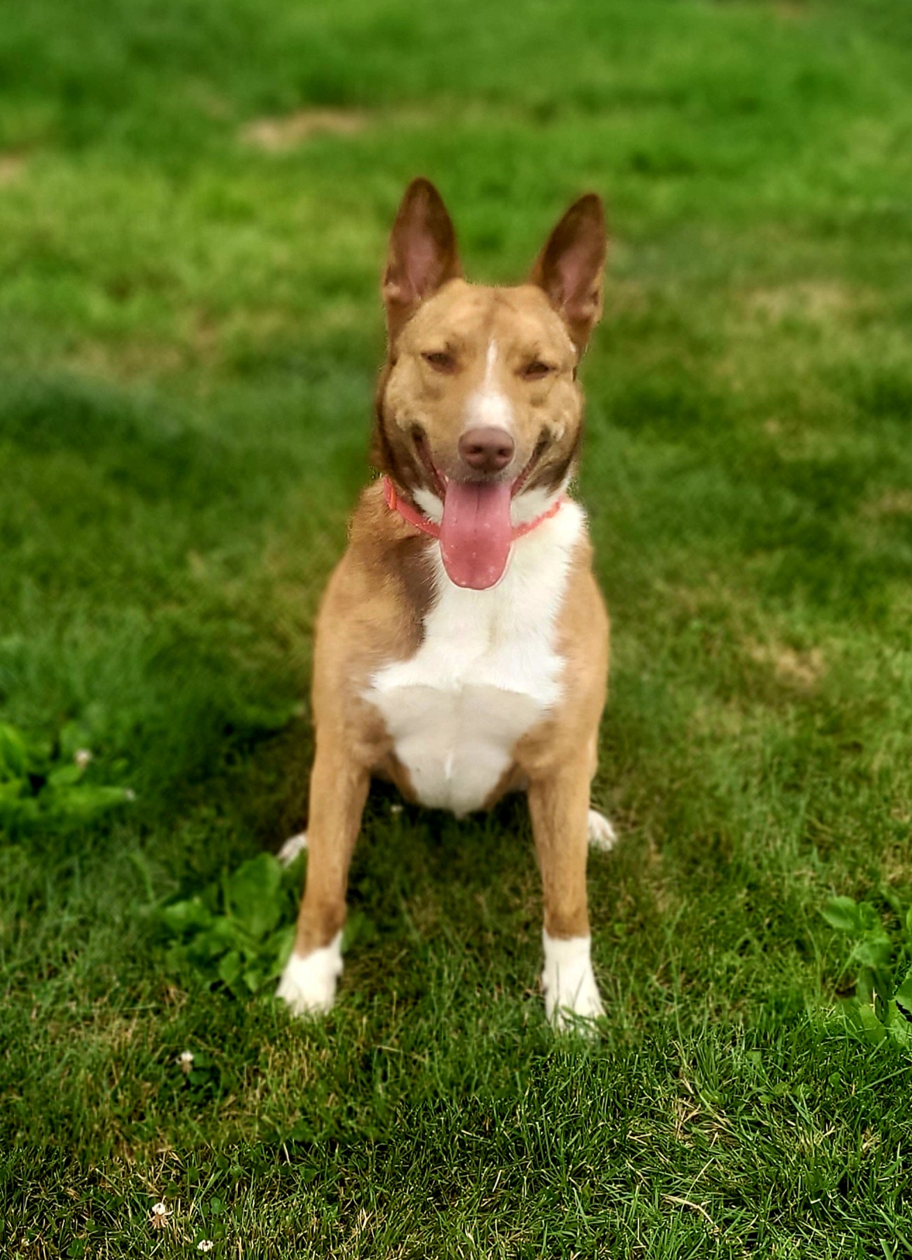 Tiara, Adoptable, Adult Female Shepherd & Labrador Retriever.