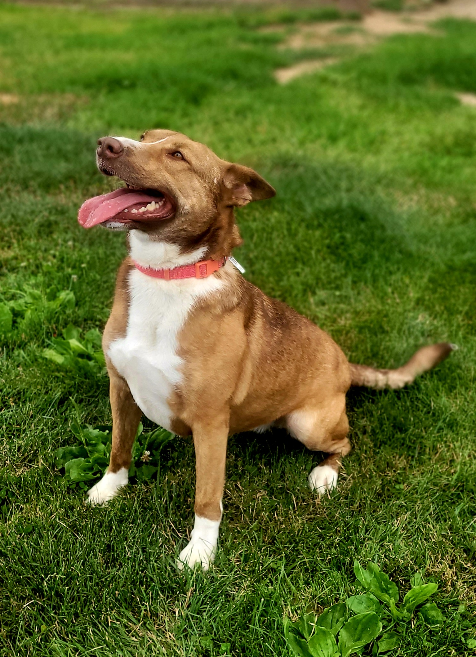 Enlarge Tiara, a Adoptable mixed breed in Milltown, NJ image 4/5