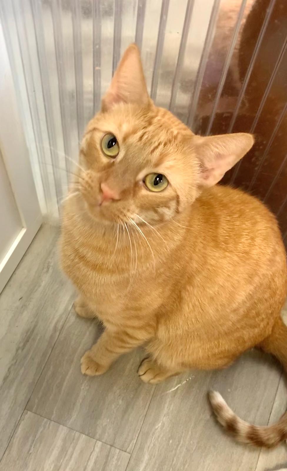 Nugget, Adoptable, Adult Male American Shorthair.