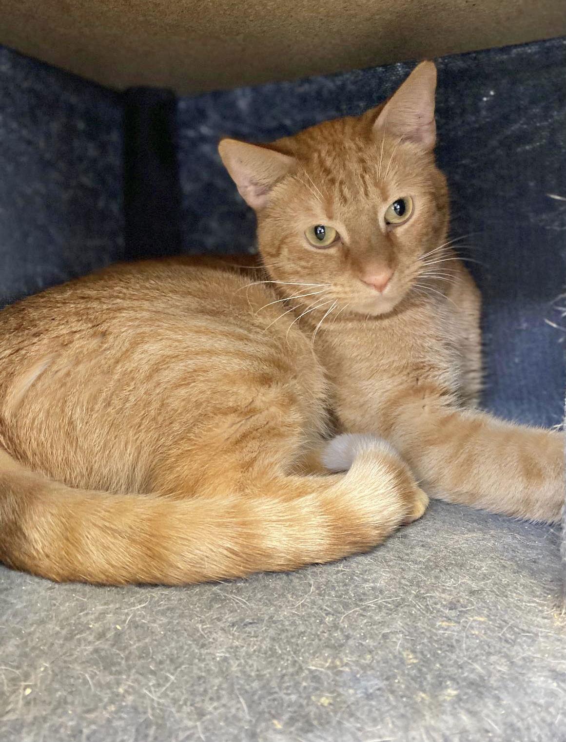 Enlarge Nugget, a Adoptable American Shorthair in Margate, FL image 3/3