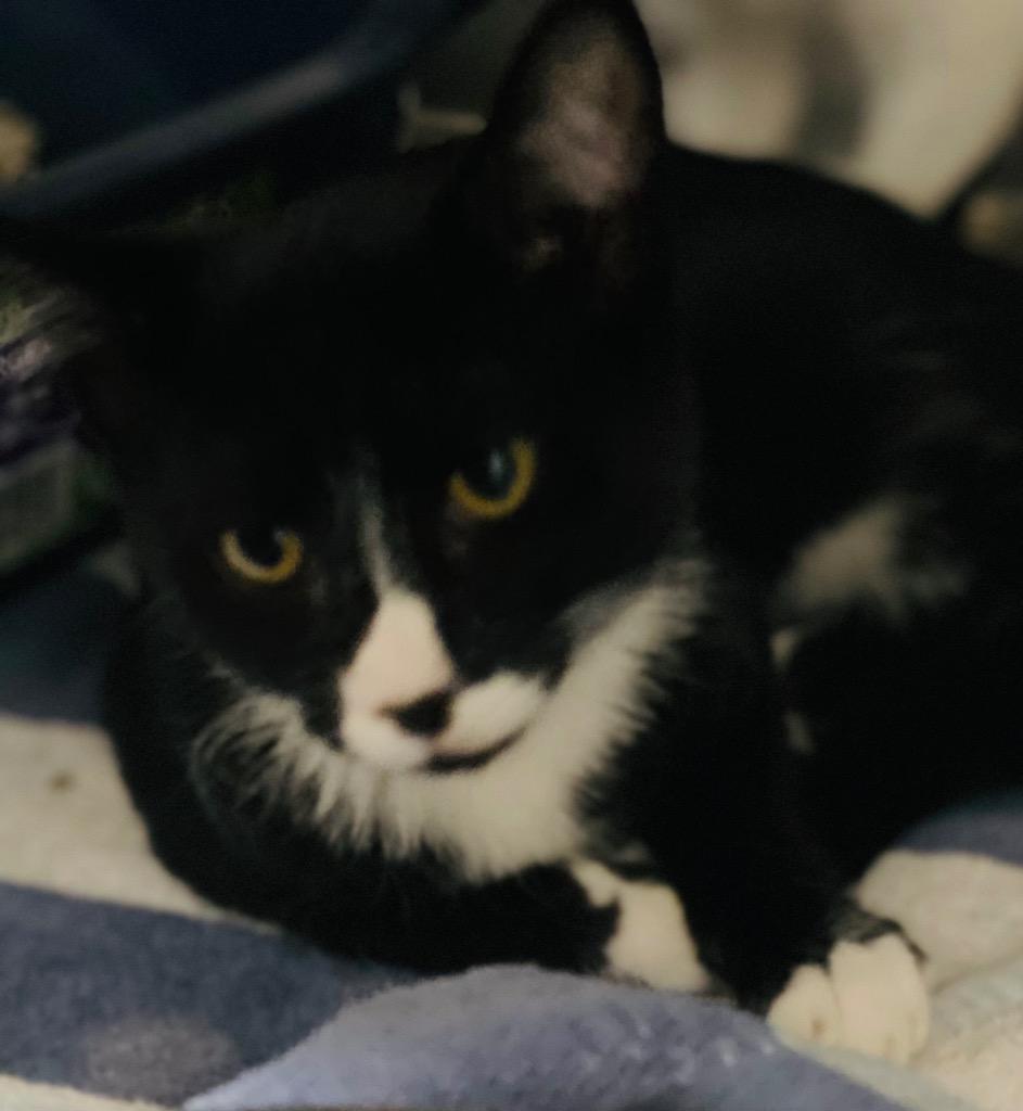 Enlarge Panther, a Adoptable mixed breed in Labelle, FL image 1/1