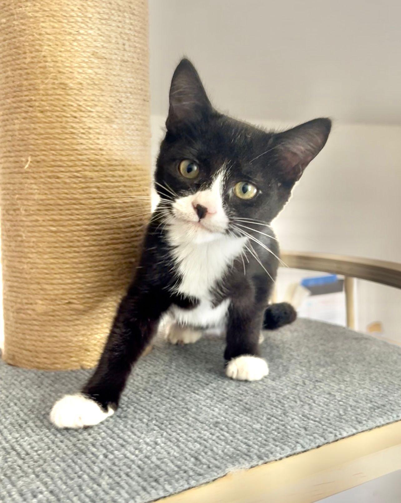 Itty Bitty, Adoptable, Young Female Domestic Short Hair.