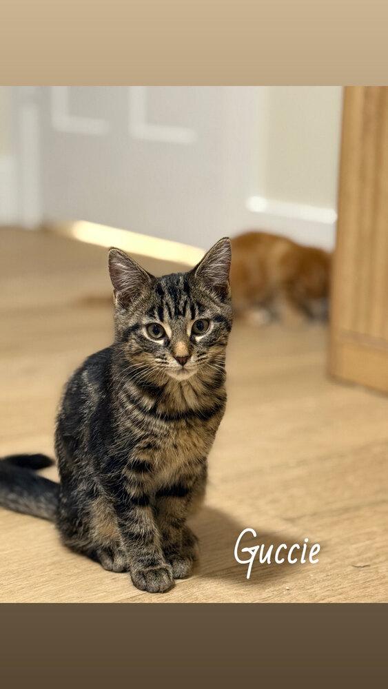 Guccie, Adoptable, Kitten Female Domestic Short Hair.
