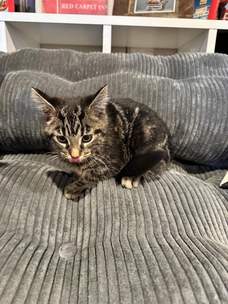 Enlarge Guccie, a Adoptable Domestic Short Hair in Grand Rapids, MI image 2/6