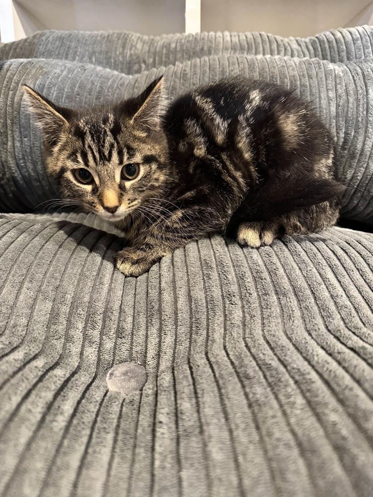 Enlarge Guccie, a Adoptable Domestic Short Hair in Grand Rapids, MI image 3/6