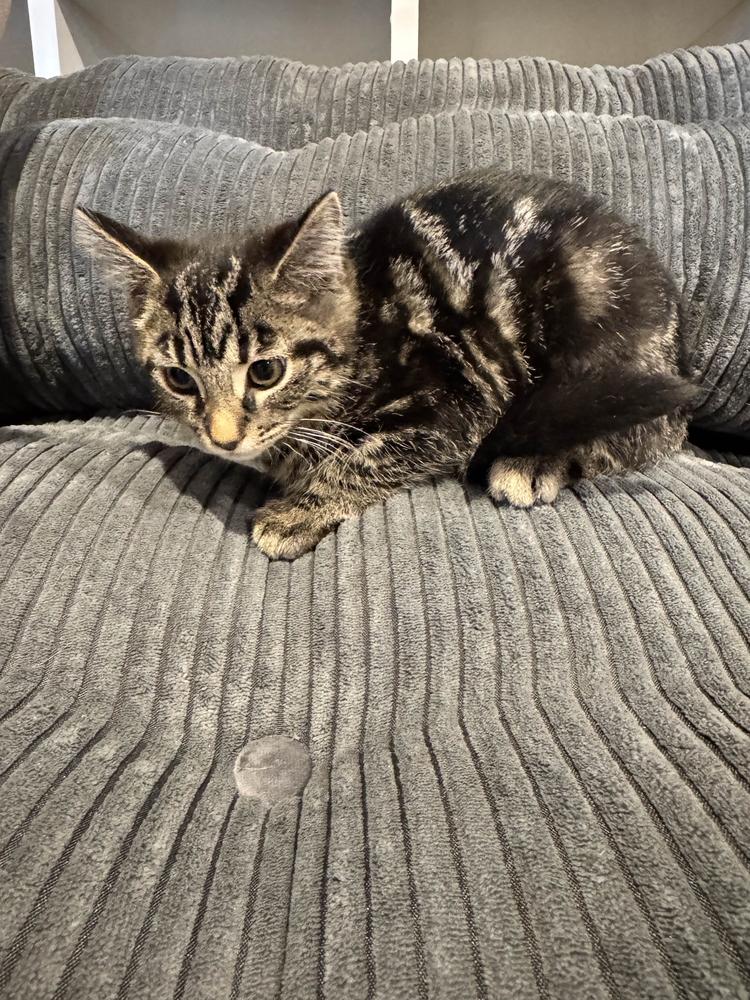 Enlarge Guccie, a Adoptable Domestic Short Hair in Grand Rapids, MI image 4/6