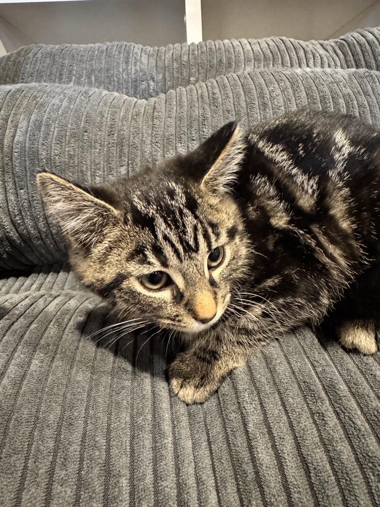 Enlarge Guccie, a Adoptable Domestic Short Hair in Grand Rapids, MI image 5/6