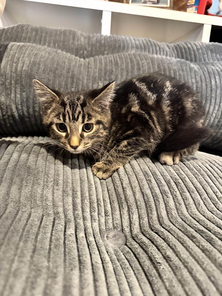 Enlarge Guccie, a Adoptable Domestic Short Hair in Grand Rapids, MI image 6/6