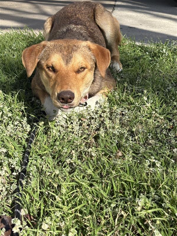 Wylie, Adoptable, Young Male Australian Shepherd & Australian Cattle Dog / Blue Heeler.