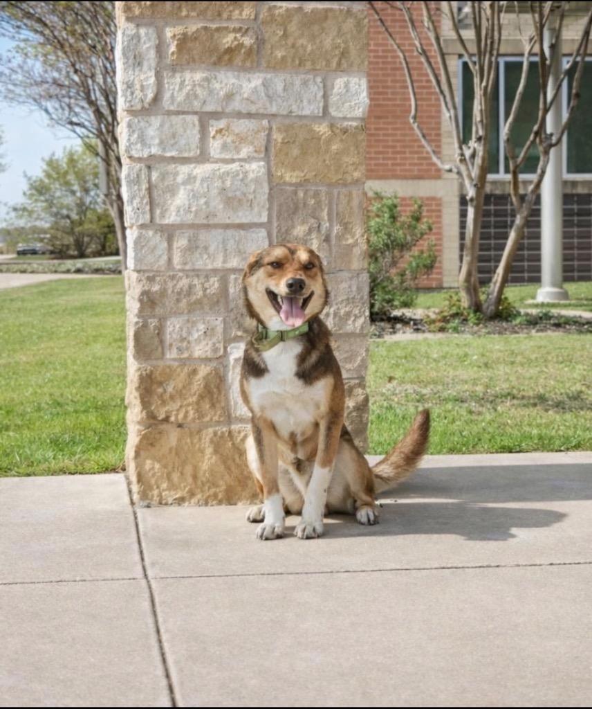 Enlarge Wylie, a Adoptable mixed breed in Red Oak, TX image 2/2