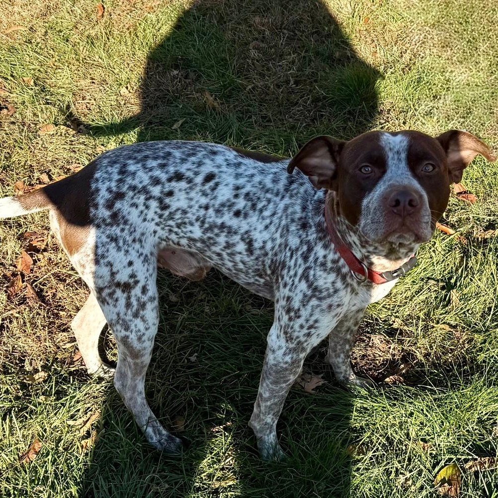 Enlarge Cannoli, an adopted Mixed Breed in westport, CT image 6/6