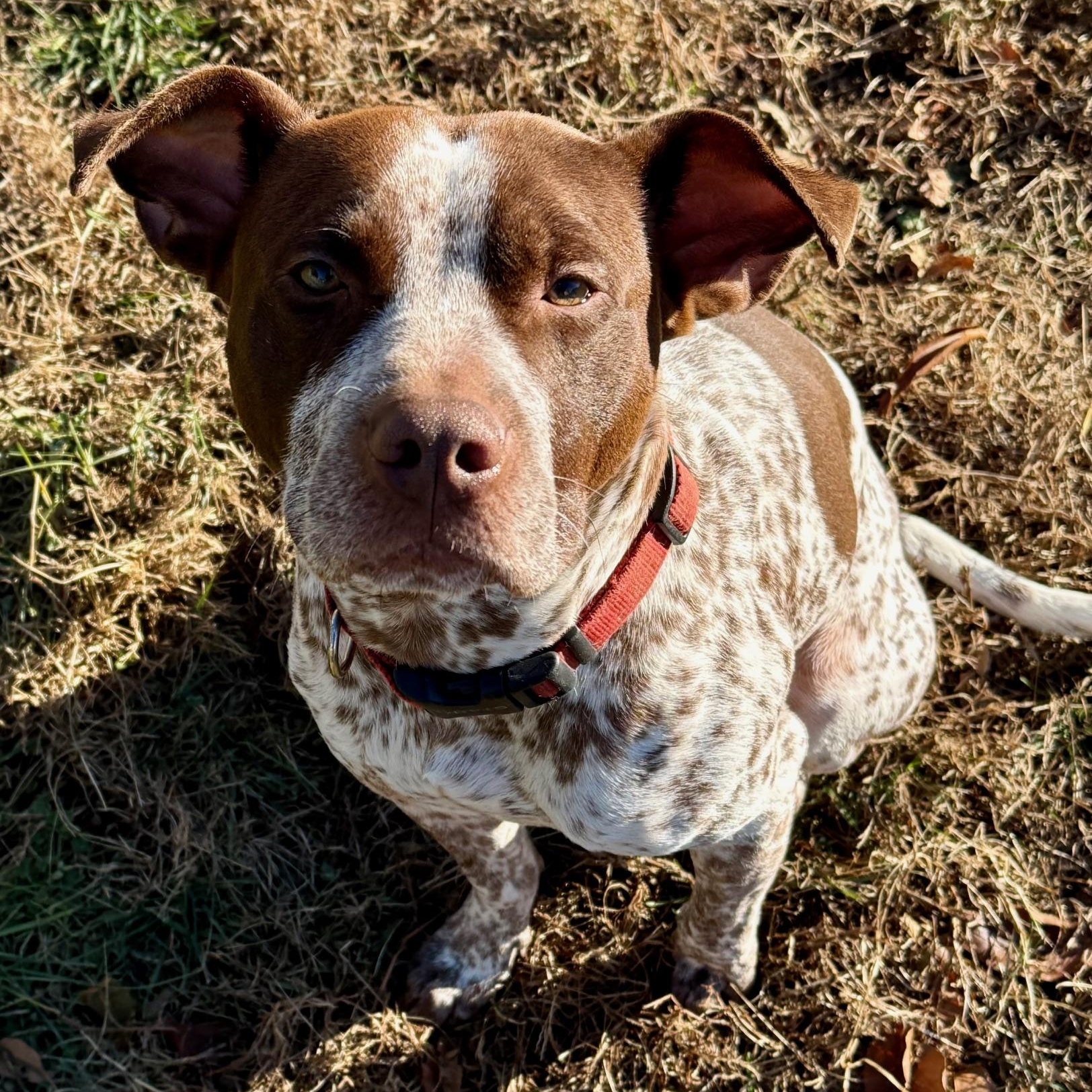Enlarge Cannoli, an adopted Mixed Breed in westport, CT image 4/6