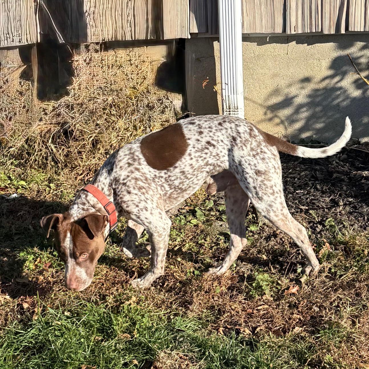 Enlarge Cannoli, an adopted Mixed Breed in westport, CT image 5/6