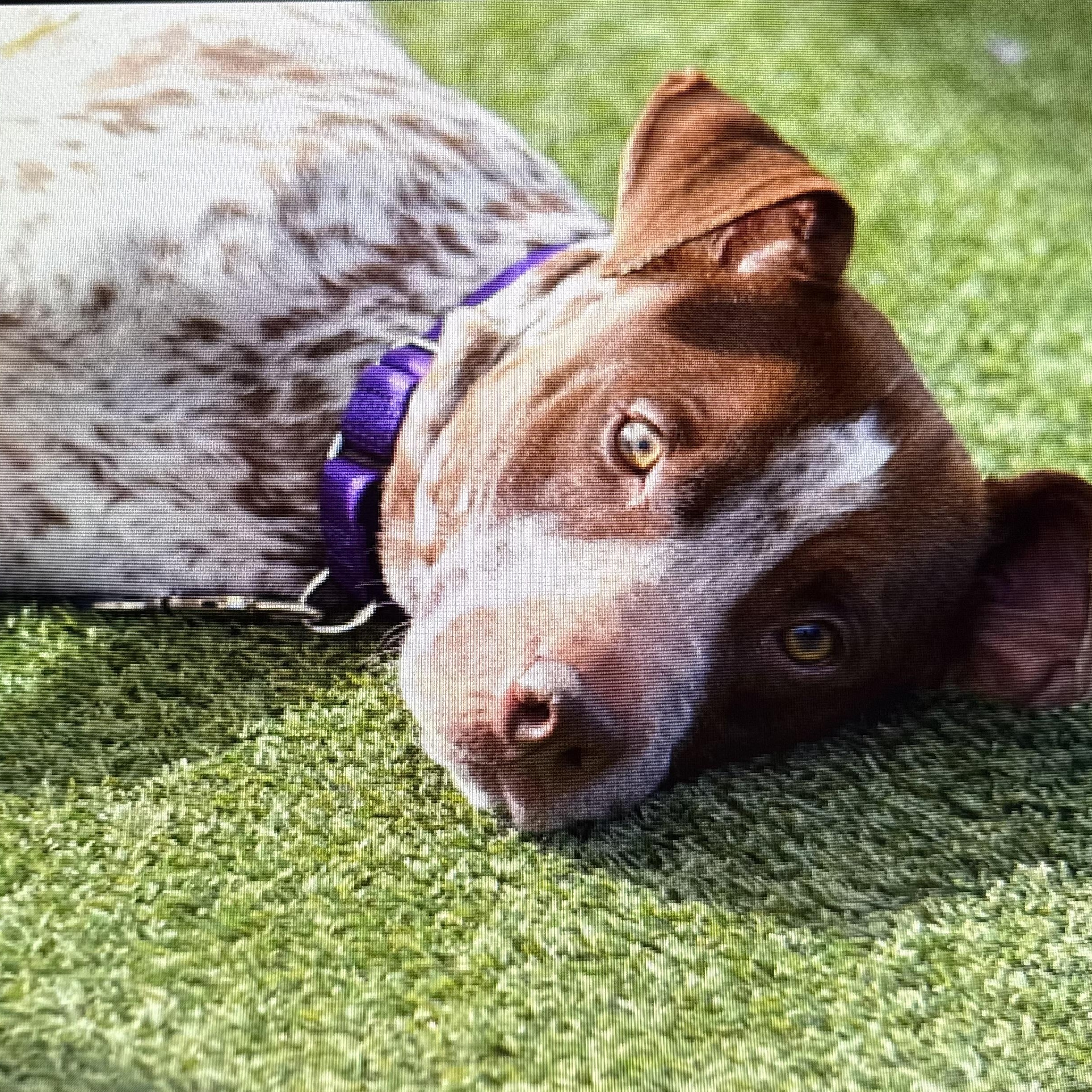 Enlarge Cannoli, an adopted Mixed Breed in westport, CT image 3/6