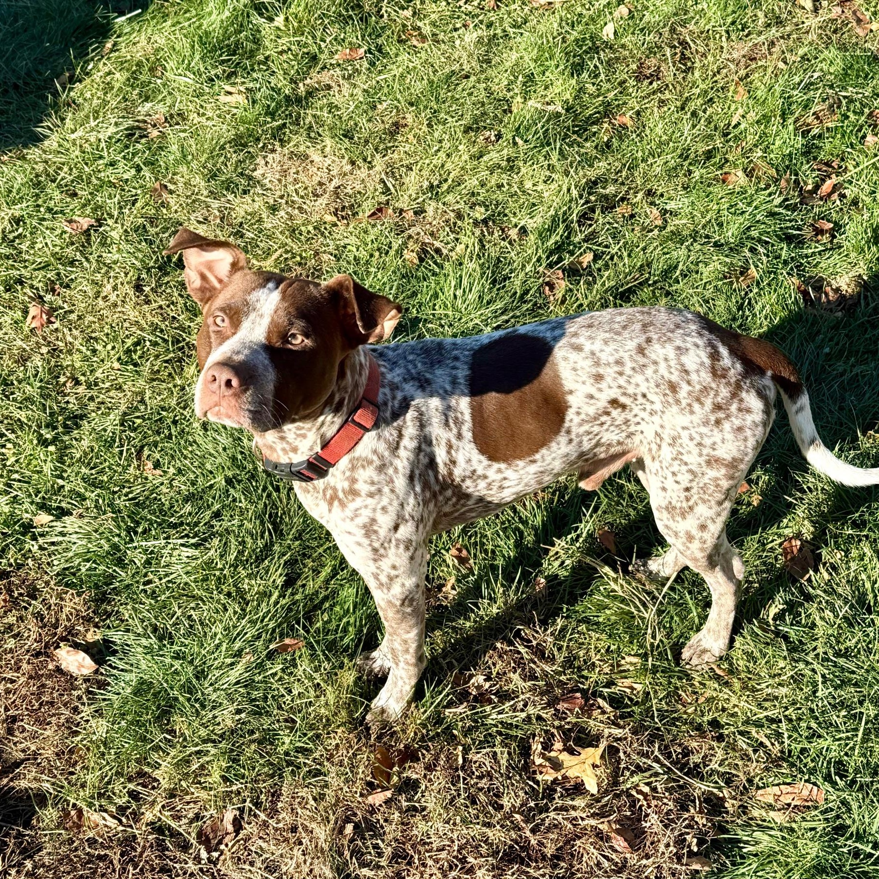 Enlarge Cannoli, an adopted Mixed Breed in westport, CT image 2/6