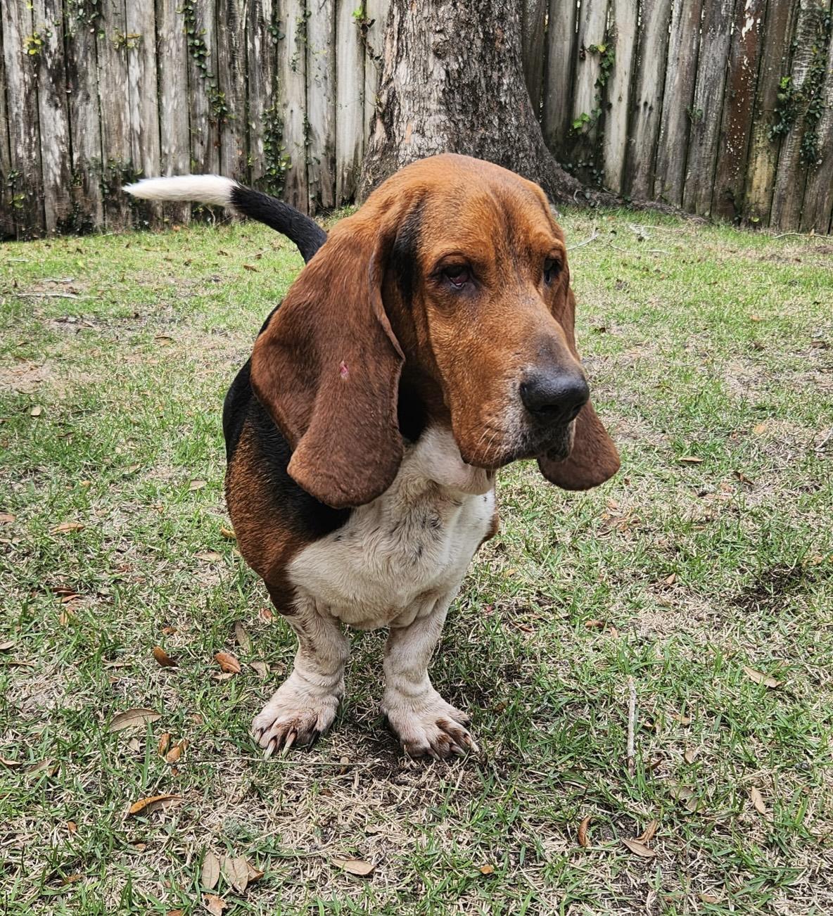 Enlarge Roscoe, a ADOPTABLE Basset Hound in Auburndale, FL image 2/3