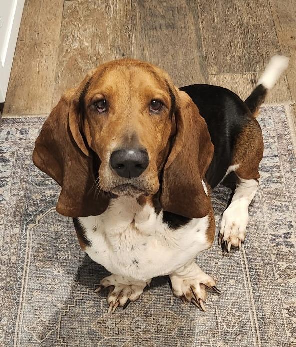 Enlarge Roscoe, a ADOPTABLE Basset Hound in Auburndale, FL image 1/3