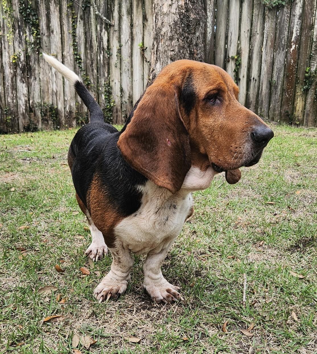 Enlarge Roscoe, a ADOPTABLE Basset Hound in Auburndale, FL image 3/3