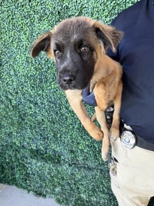 Enlarge 61803463, a Adoptable mixed breed in El Paso, TX image 1/1