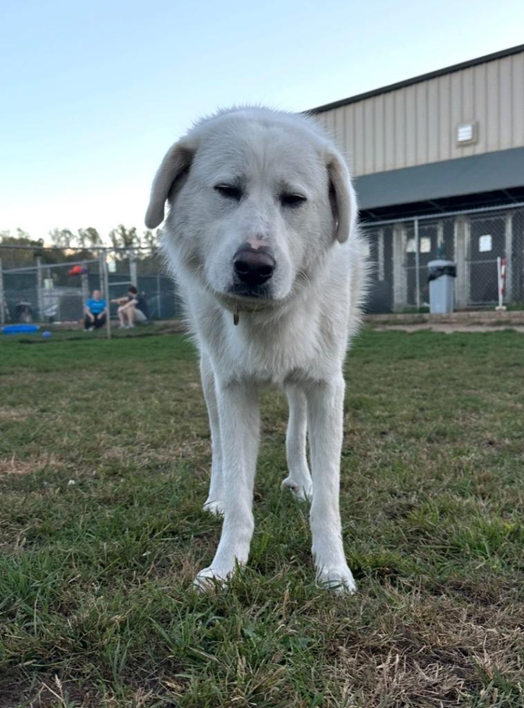 Clark, a Adoptable mixed breed in South Bend, IN image 1/3