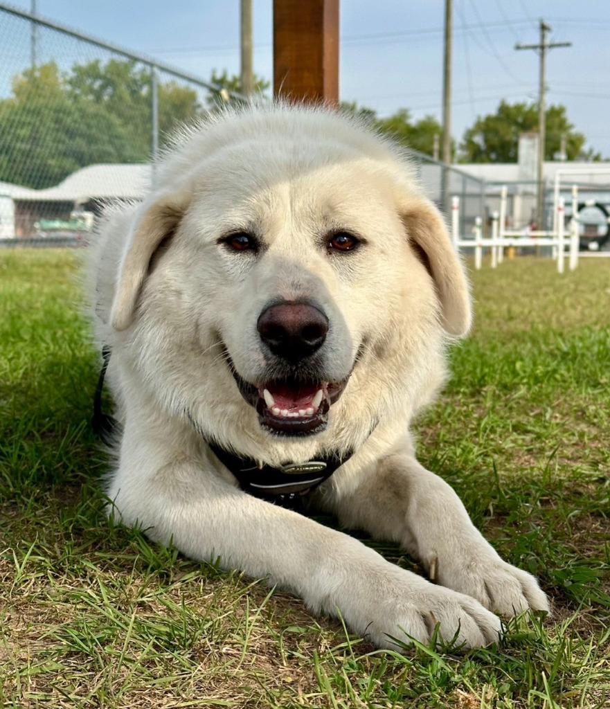Clark, a Adoptable mixed breed in South Bend, IN image 2/3