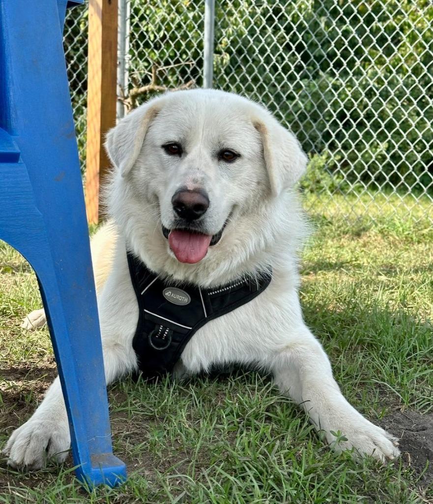Clark, a Adoptable mixed breed in South Bend, IN image 3/3