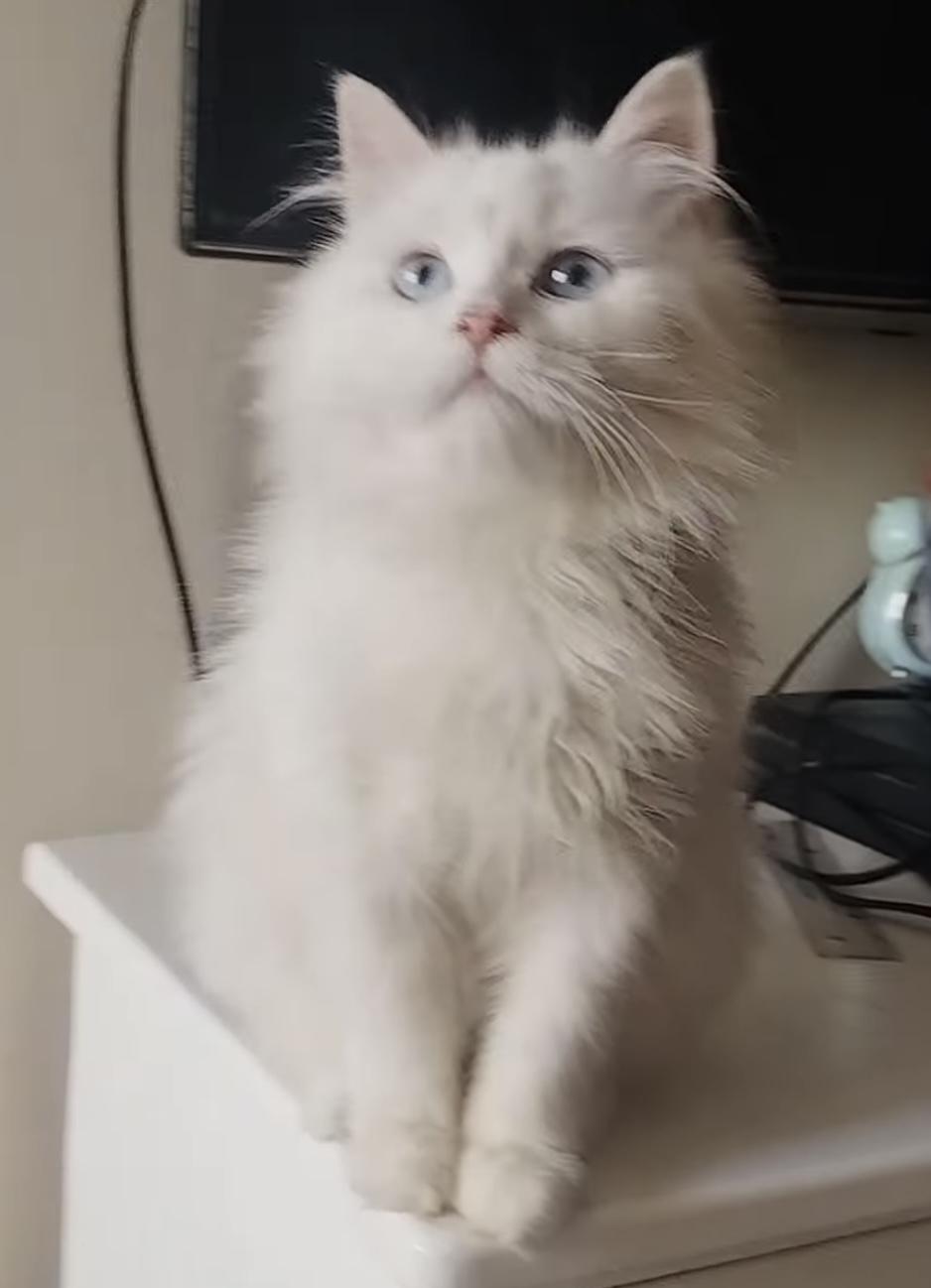 Fluffy, ADOPTABLE, Young Male Persian.