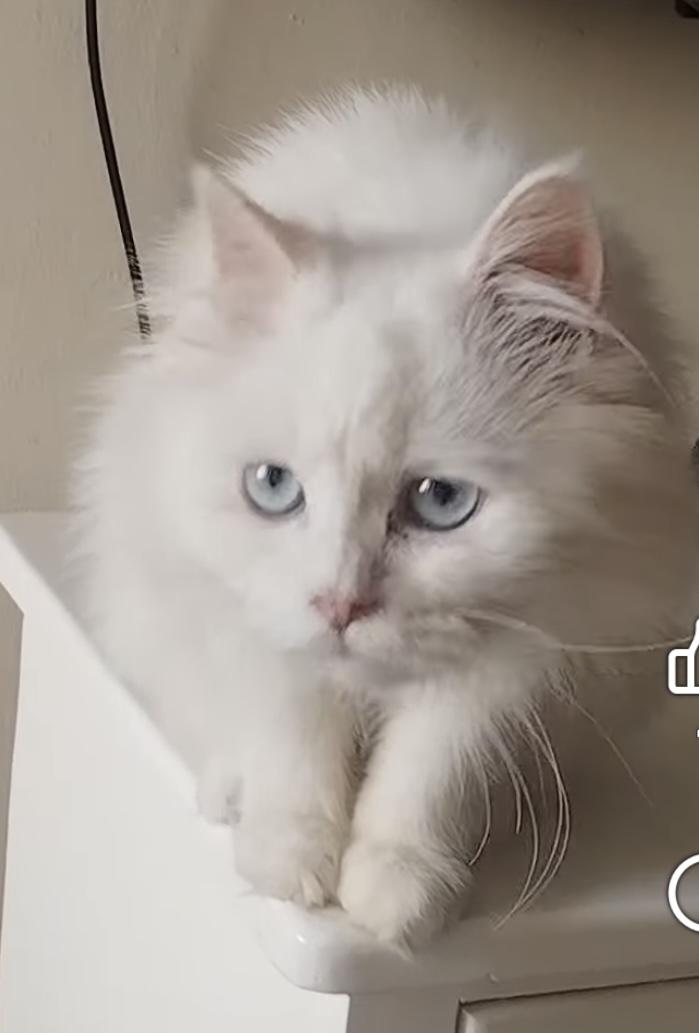 Enlarge Fluffy, a ADOPTABLE Persian in Allentown, NJ image 2/2