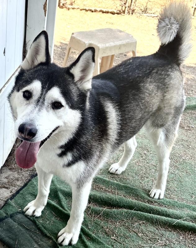 Ranger, Adoptable, Adult Male Siberian Husky & Husky.