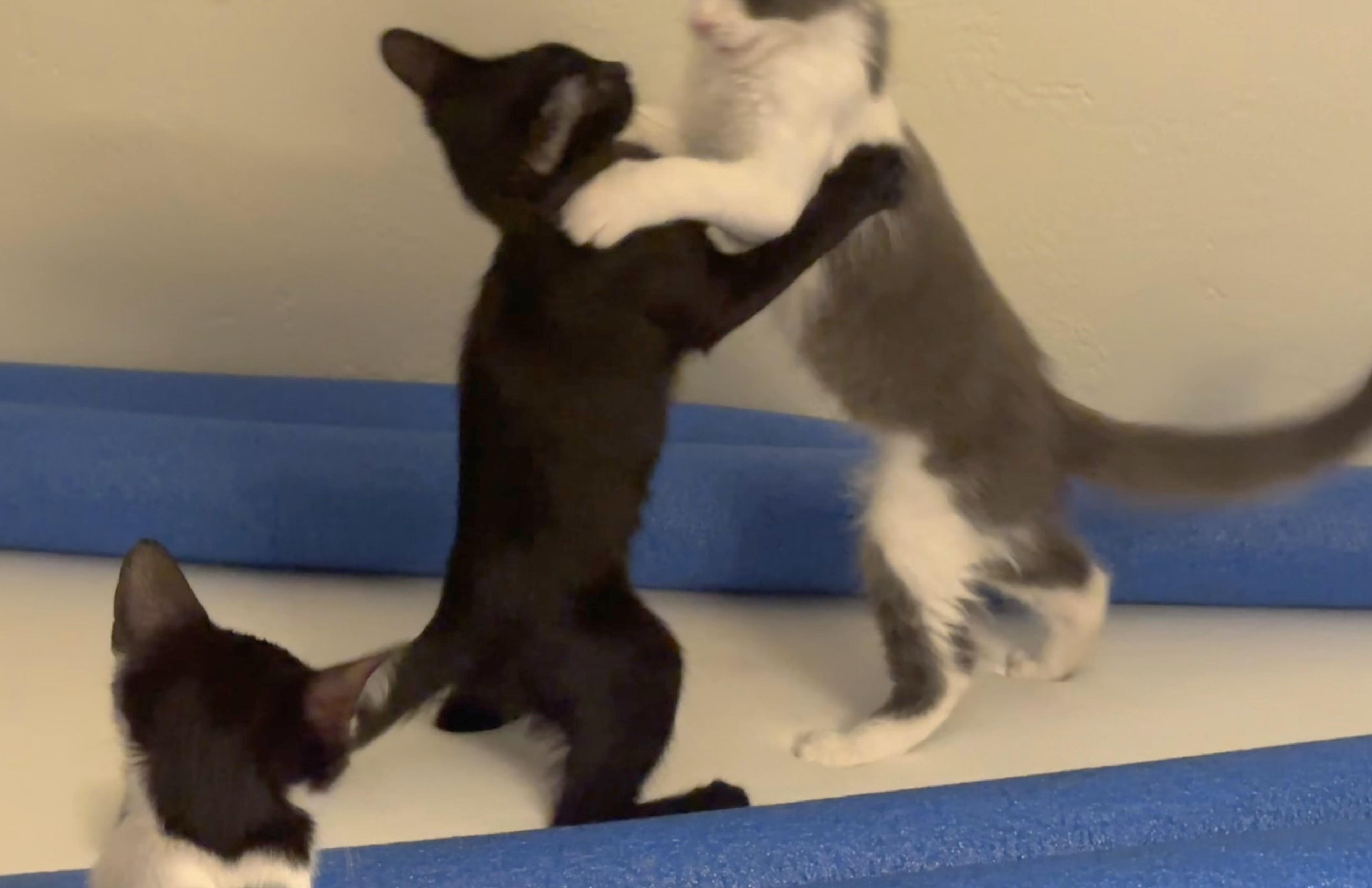 Enlarge Vinny (Void Noir), a Adoptable Domestic Short Hair in Springfield, OR image 5/6