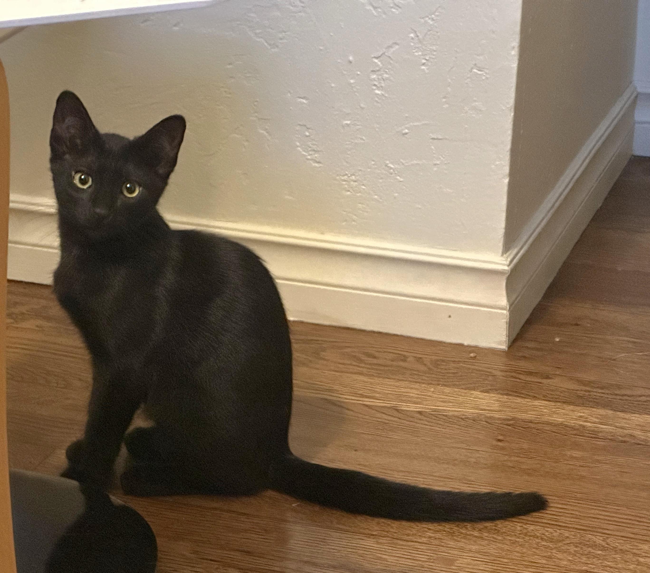 Enlarge Vinny (Void Noir), a Adoptable Domestic Short Hair in Springfield, OR image 4/6
