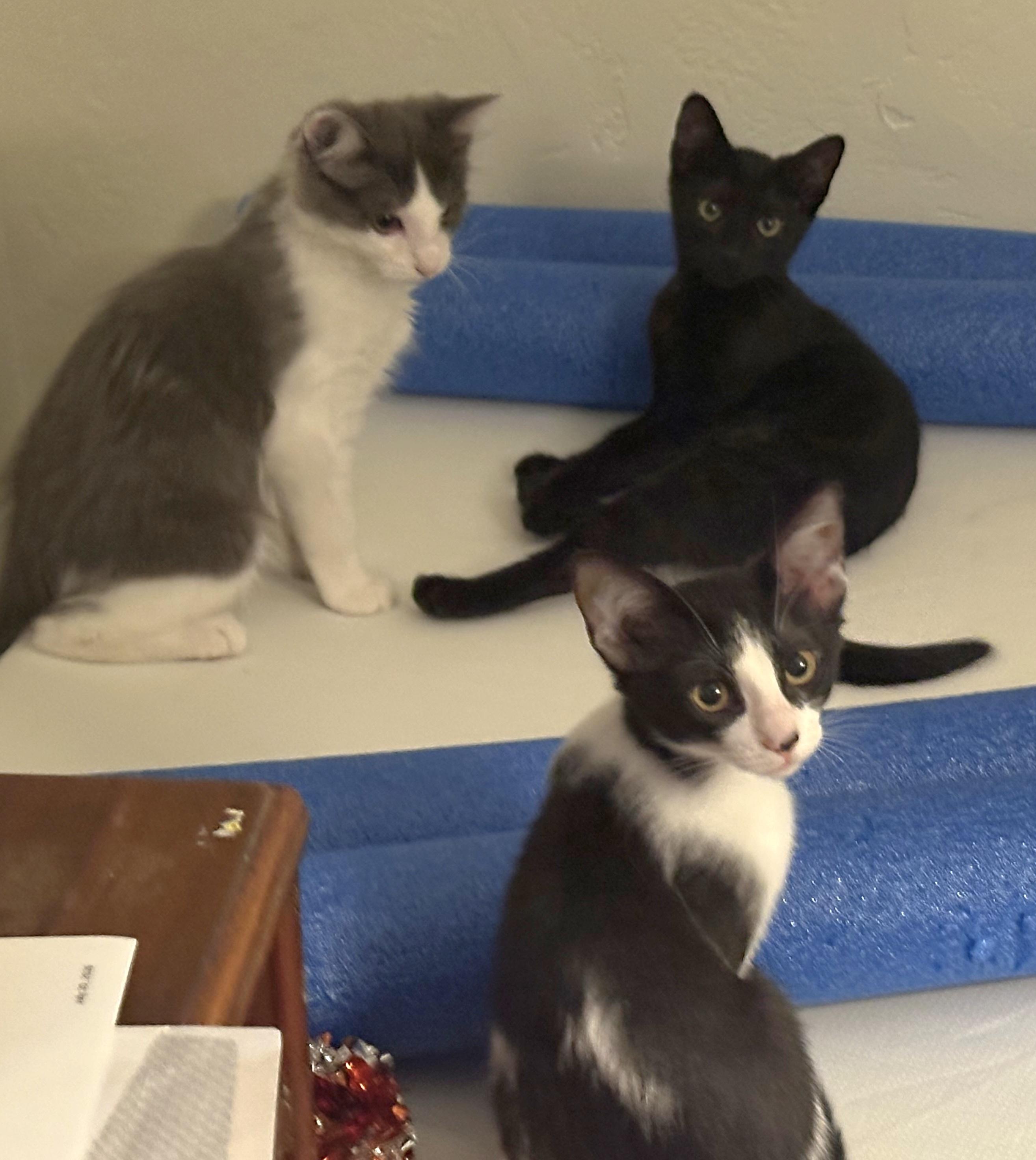 Enlarge Vinny (Void Noir), a Adoptable Domestic Short Hair in Springfield, OR image 6/6