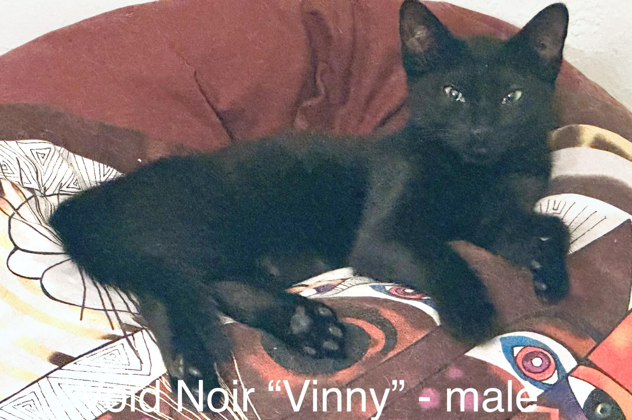 Enlarge Vinny (Void Noir), a Adoptable Domestic Short Hair in Springfield, OR image 2/6