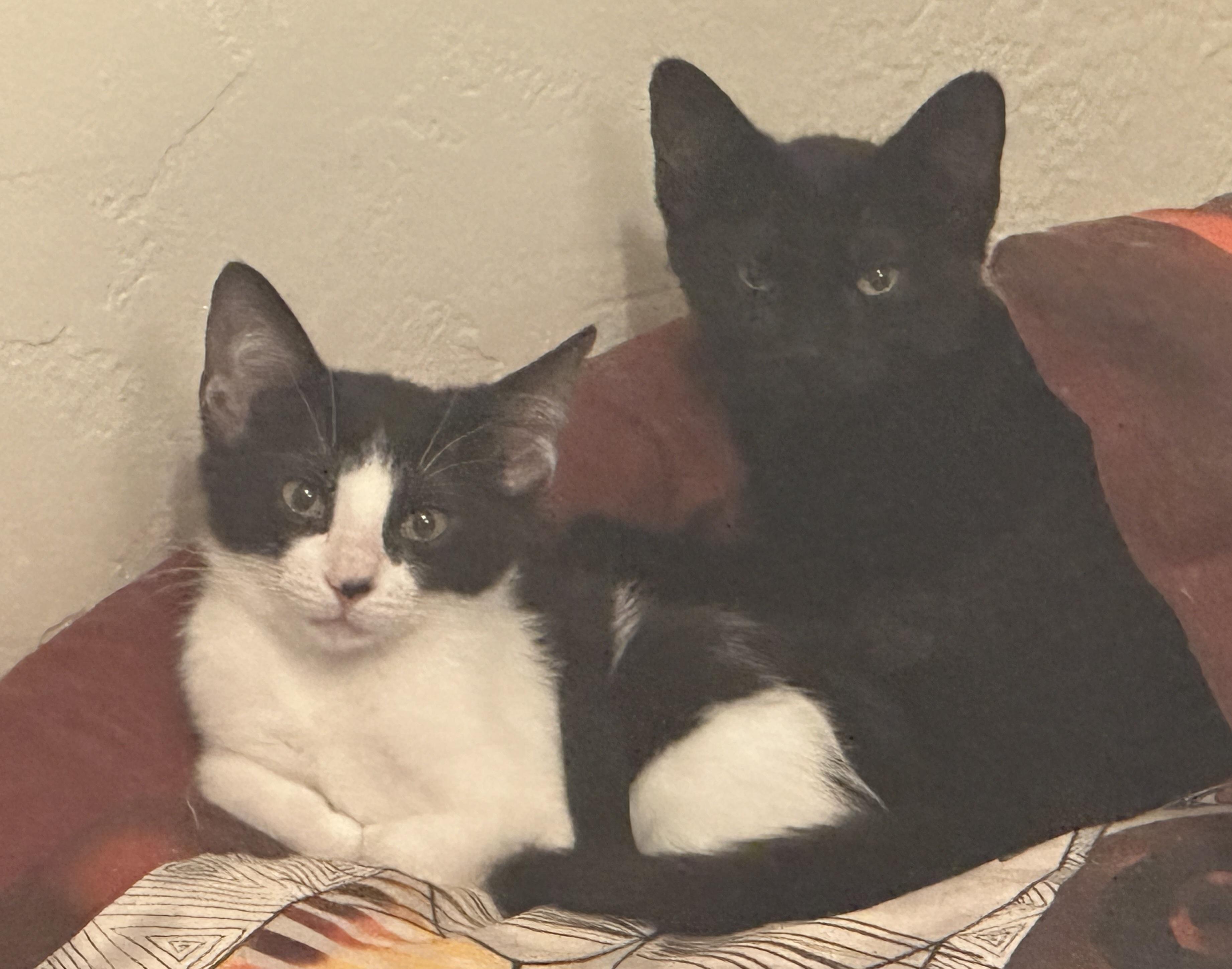 Enlarge Vinny (Void Noir), a Adoptable Domestic Short Hair in Springfield, OR image 3/6