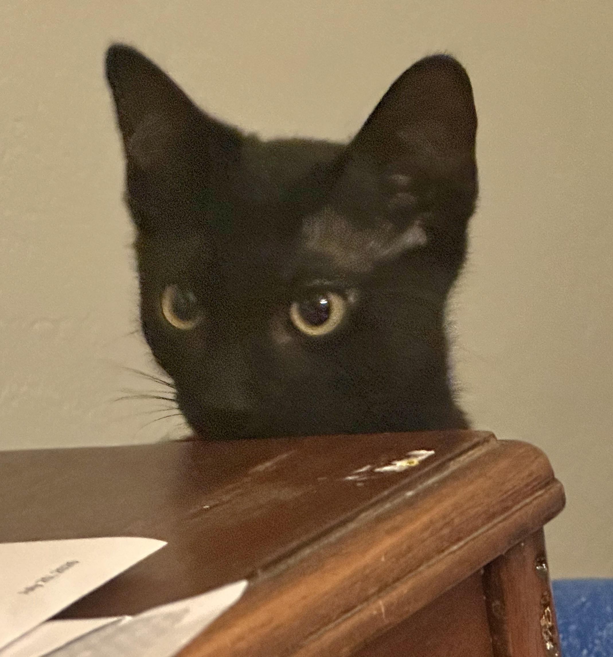 Enlarge Vinny (Void Noir), a Adoptable Domestic Short Hair in Springfield, OR image 1/6