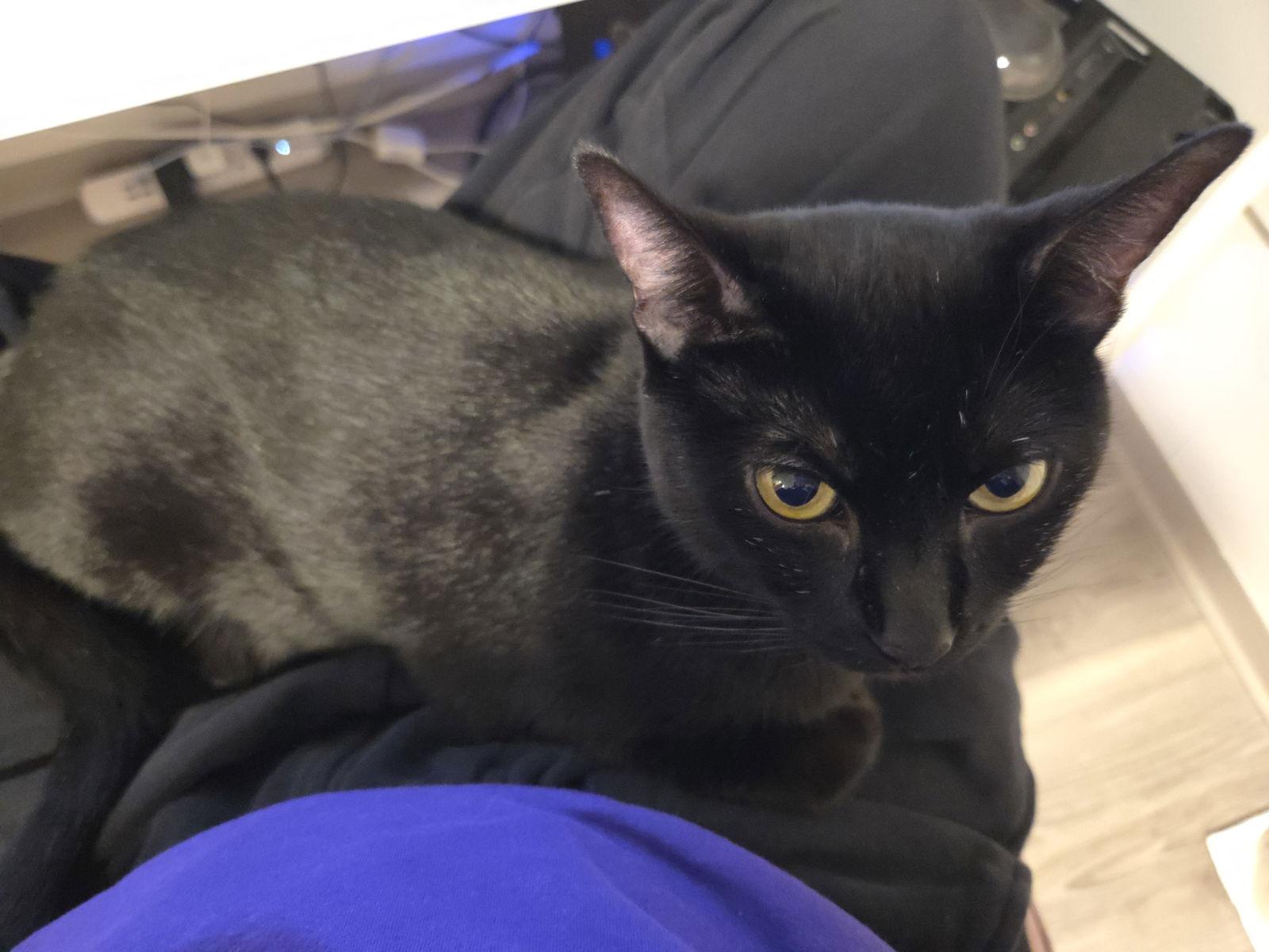 Enlarge Thumper, a Adopted Domestic Short Hair in Somerville, MA image 2/3