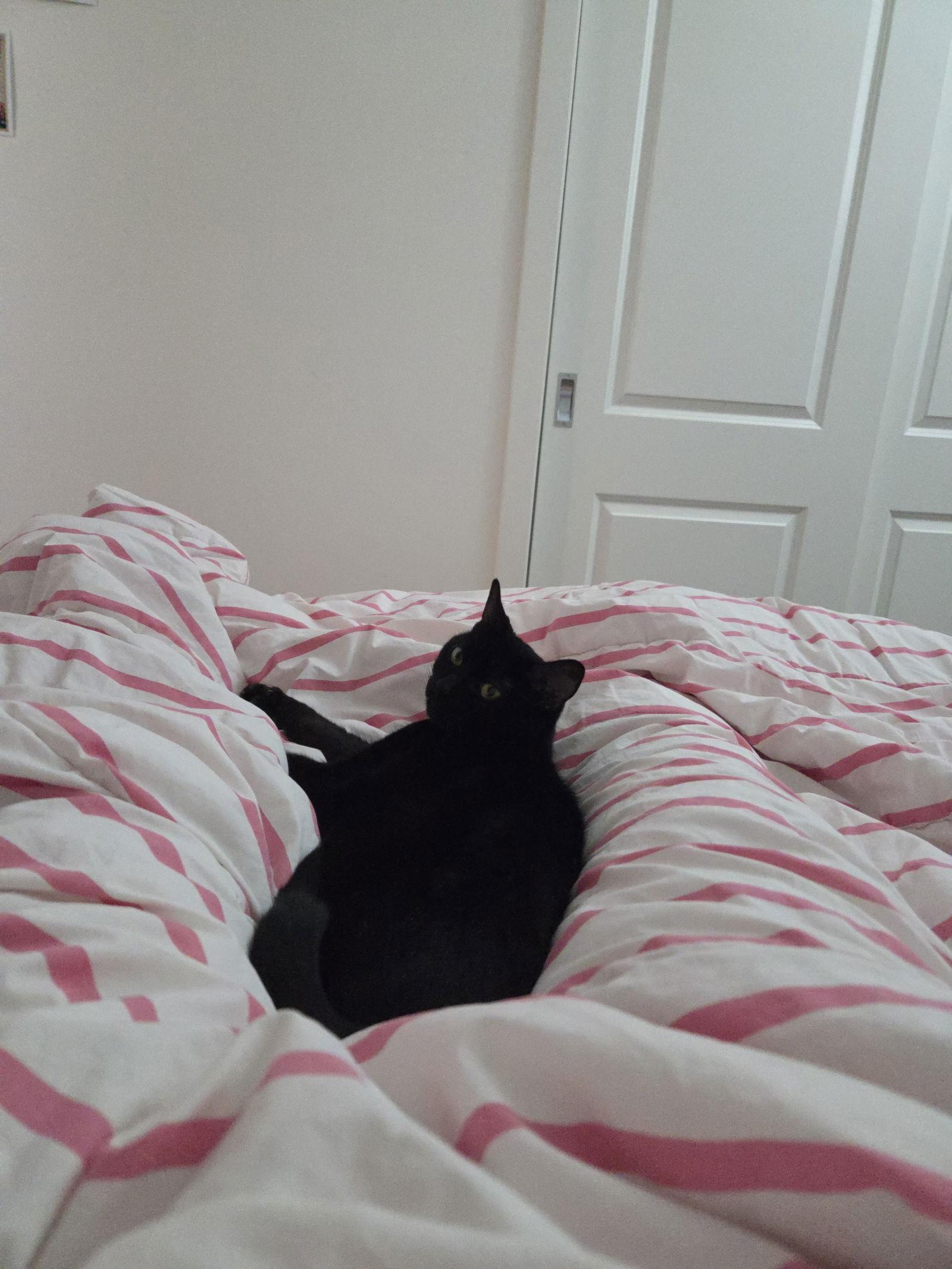 Enlarge Thumper, a Adopted Domestic Short Hair in Somerville, MA image 3/3