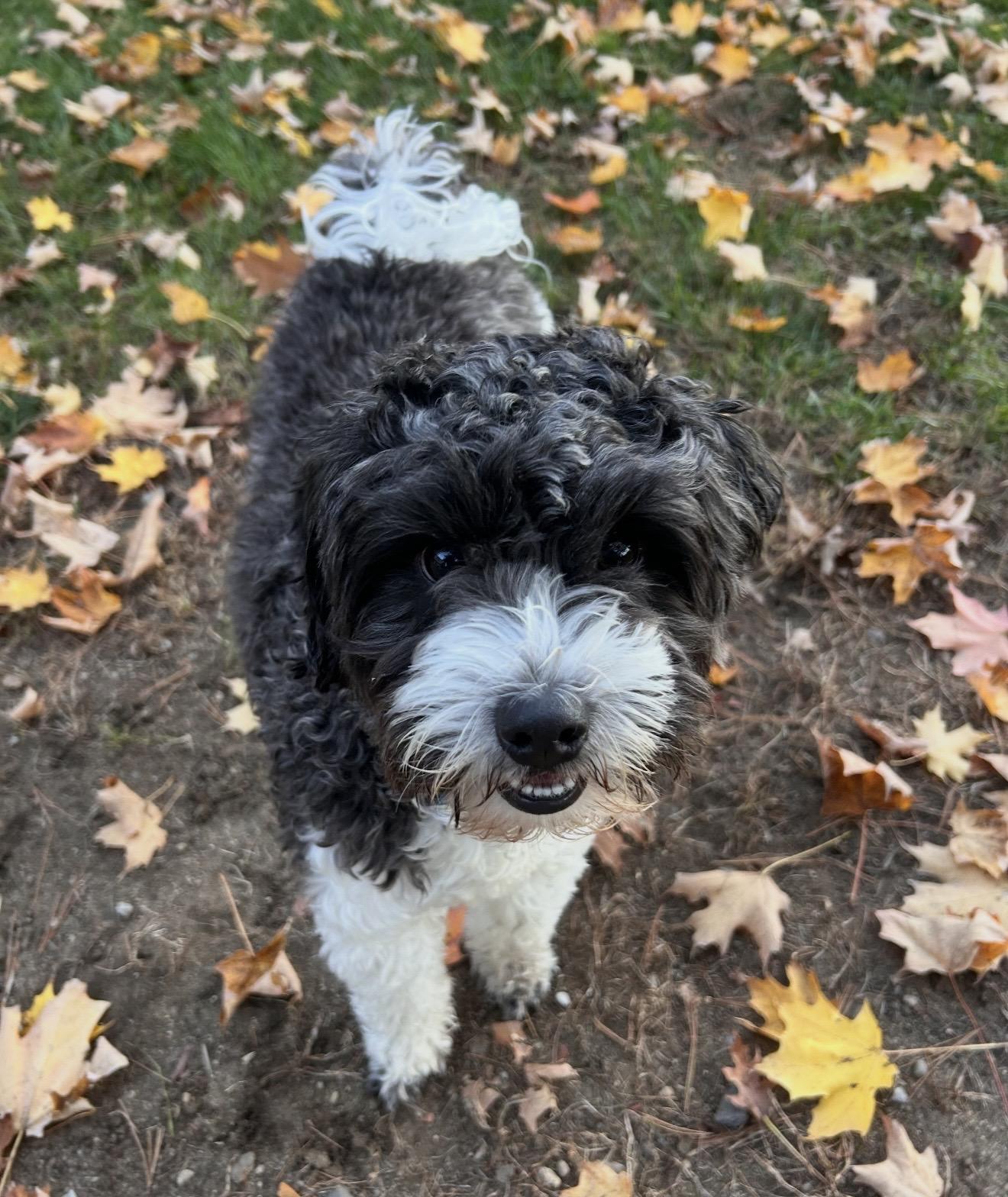 Enlarge Ozzy, a Adoptable mixed breed in Pelham, NH image 6/6